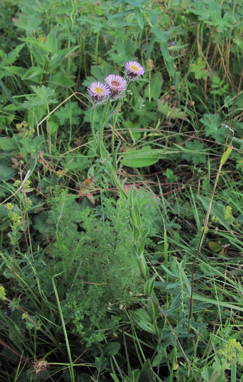 Изображение особи Erigeron caucasicus.