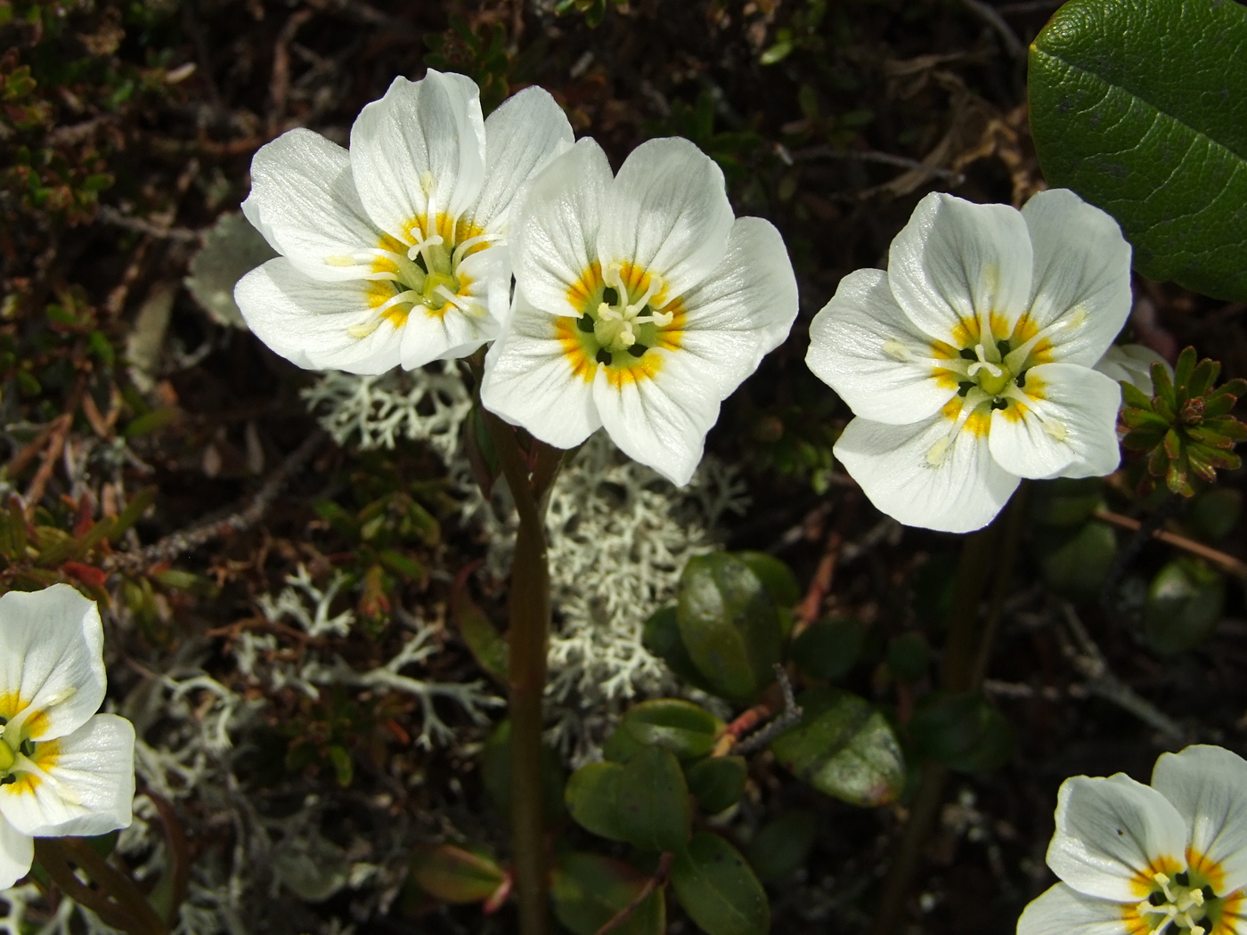 Изображение особи Claytonia soczaviana.