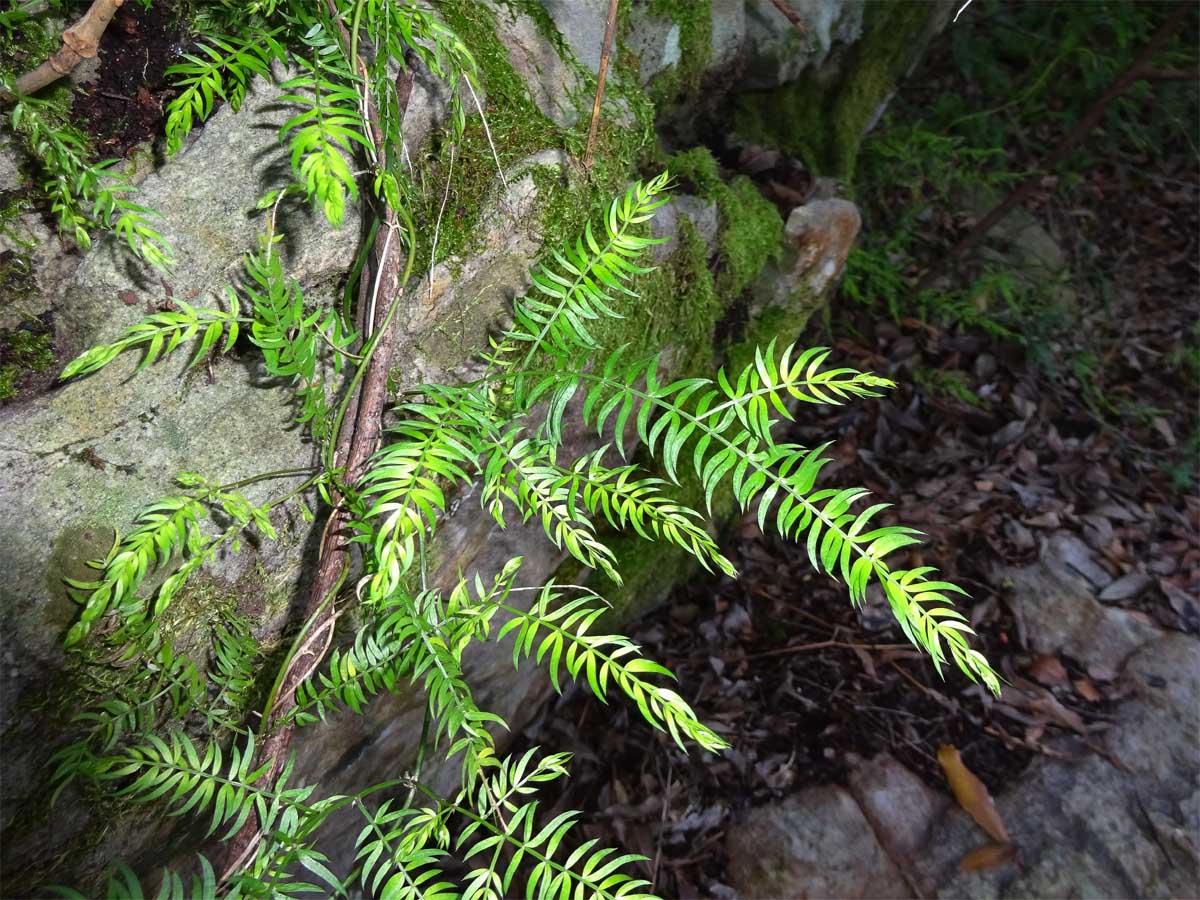 Image of Asparagus scandens specimen.