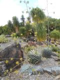 Agave parrasana