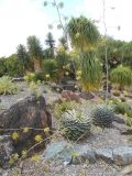 Agave parrasana. Цветущие растения. Австралия, г. Брисбен, ботанический сад. 10.12.2017.