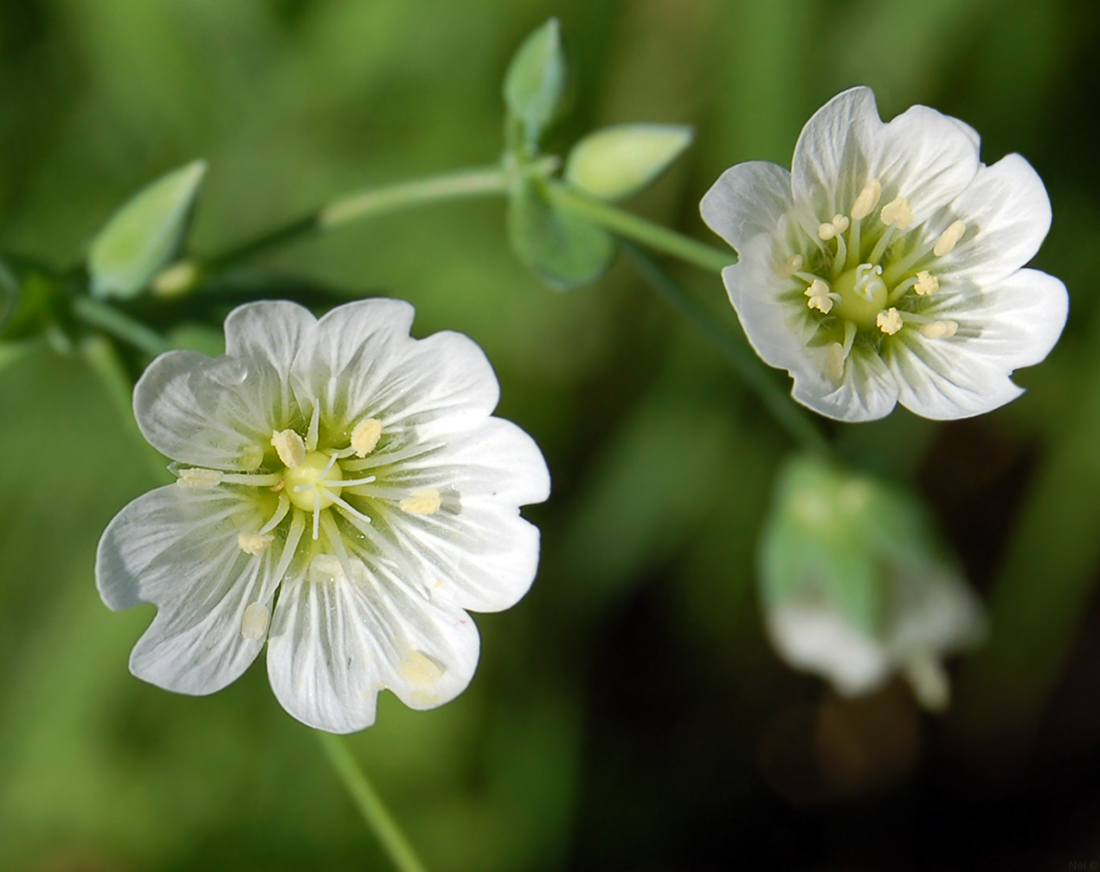 Изображение особи Cerastium davuricum.