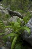 Allium victorialis