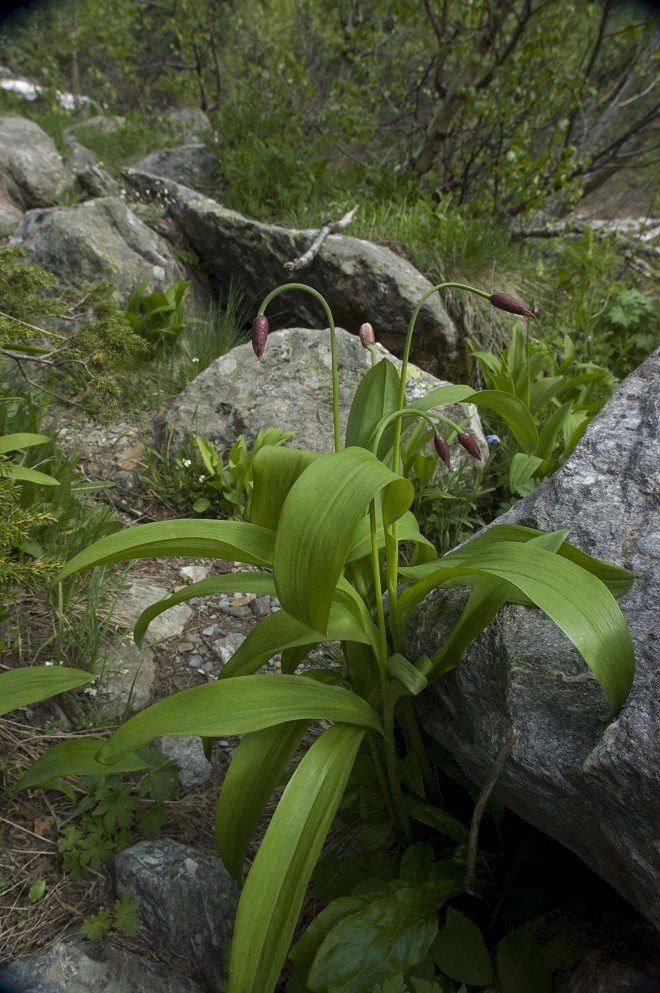 Image of Allium victorialis specimen.