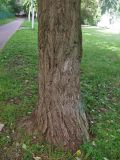 Populus × rasumowskiana. Комлевая часть ствола взрослого дерева. Москва, в культуре. 03.09.2017.