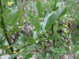 genus Salix