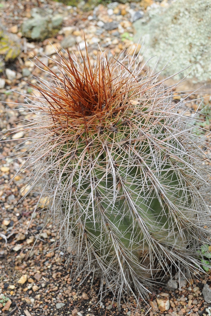 Изображение особи Echinopsis tarijensis.