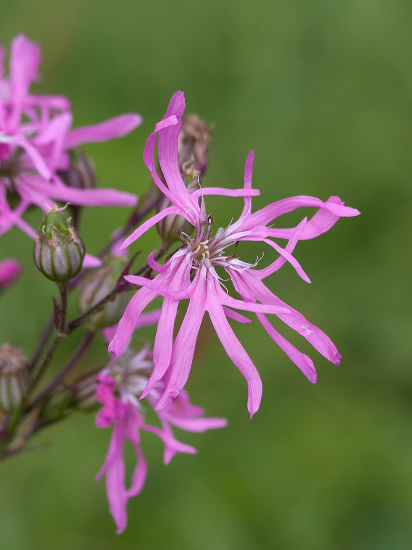 Изображение особи Coccyganthe flos-cuculi.