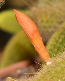 Cleistocactus winteri