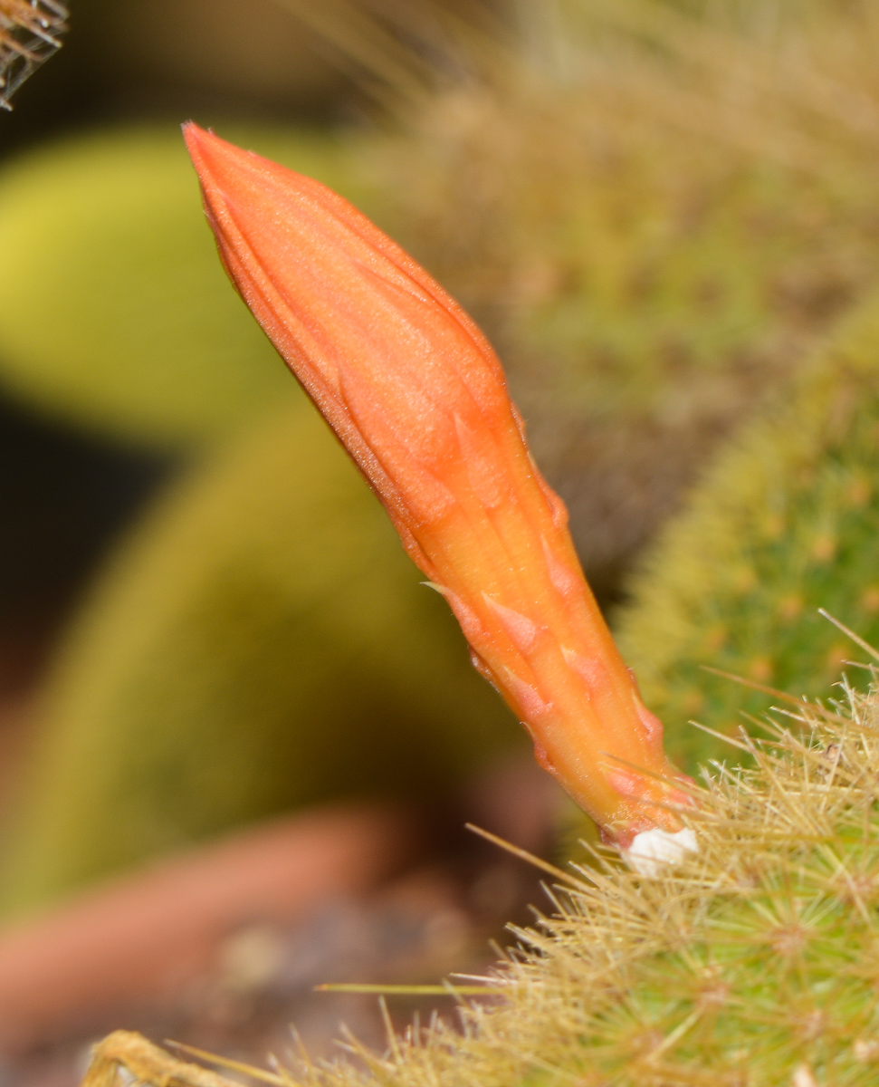 Image of Cleistocactus winteri specimen.