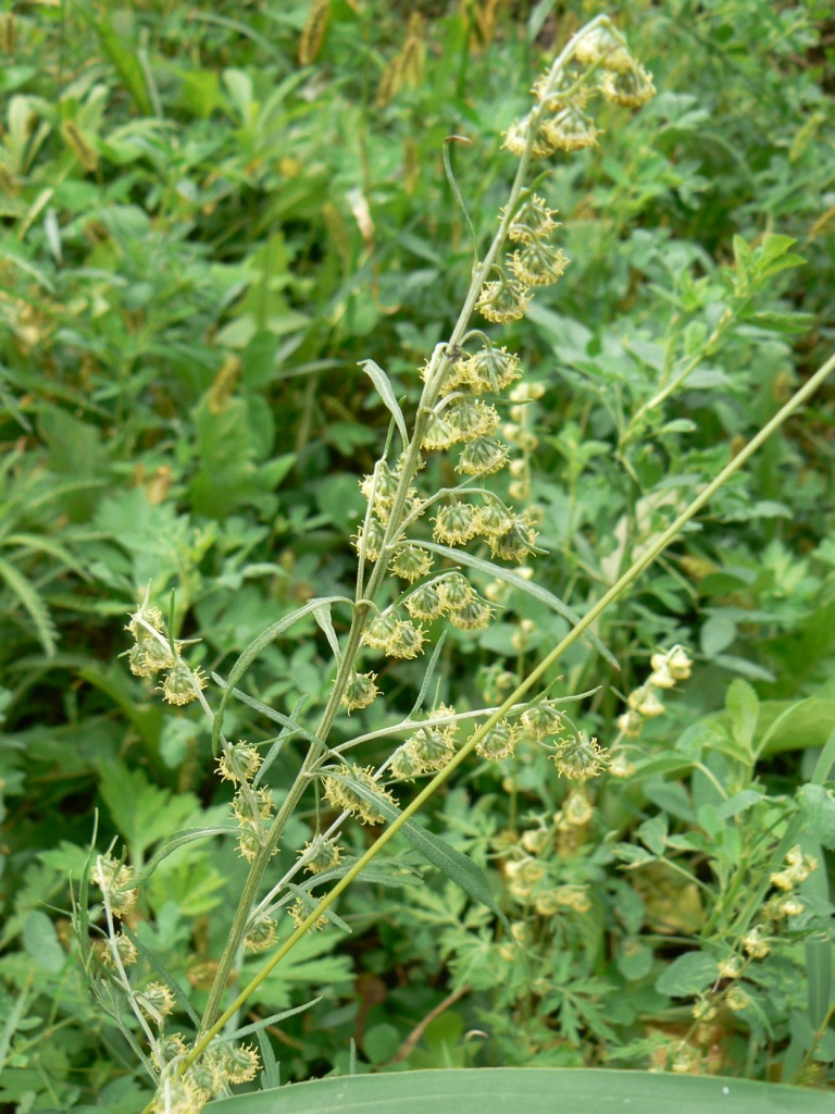 Image of Artemisia sieversiana specimen.