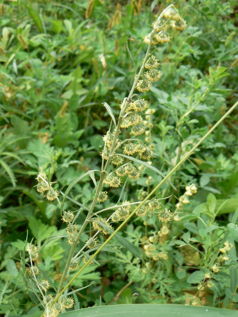 Изображение особи Artemisia sieversiana.