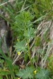 род Aconitum. Вегетирующее растение (Aconitum firmum subsp. moravicum). Чехия, Оломоуцкий край, природный заповедник Jeseníky, субальпийский луг, выход ключа. 15.06.2017.