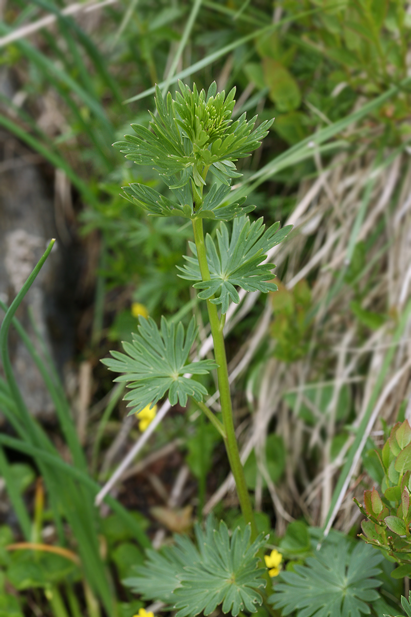 Изображение особи род Aconitum.