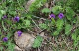 Viola somchetica. Цветущие растения на горном склоне. Северная Осетия, Куртатинское ущелье. 06.05.2010.