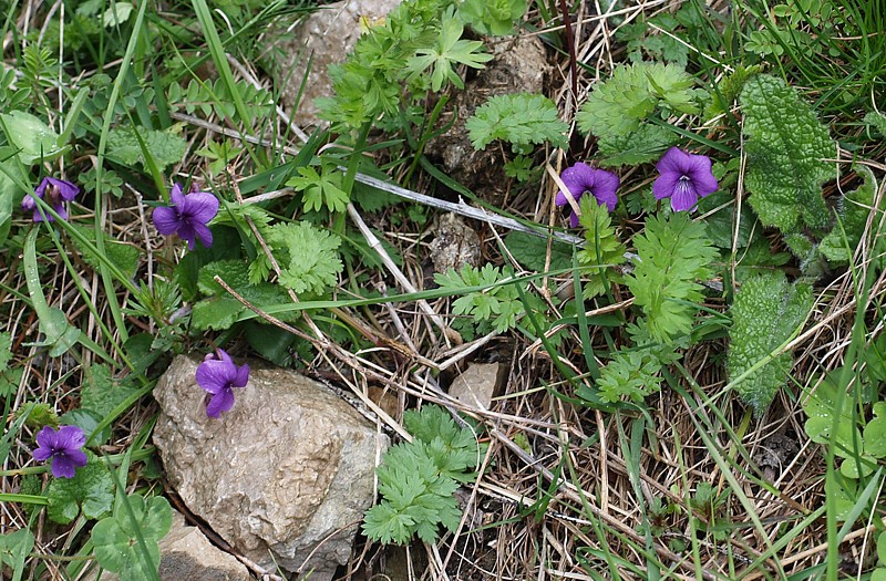 Image of Viola somchetica specimen.