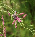 Tamarix ramosissima