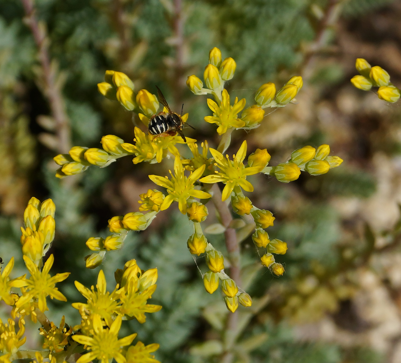 Image of Sedum reflexum specimen.