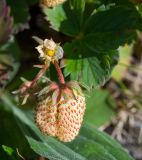 Fragaria × ananassa. Верхушка побега с незрелым плодом. Кировская обл., г. Кирово-Чепецк, мкр. Каринторф, луг. 11.07.2017.