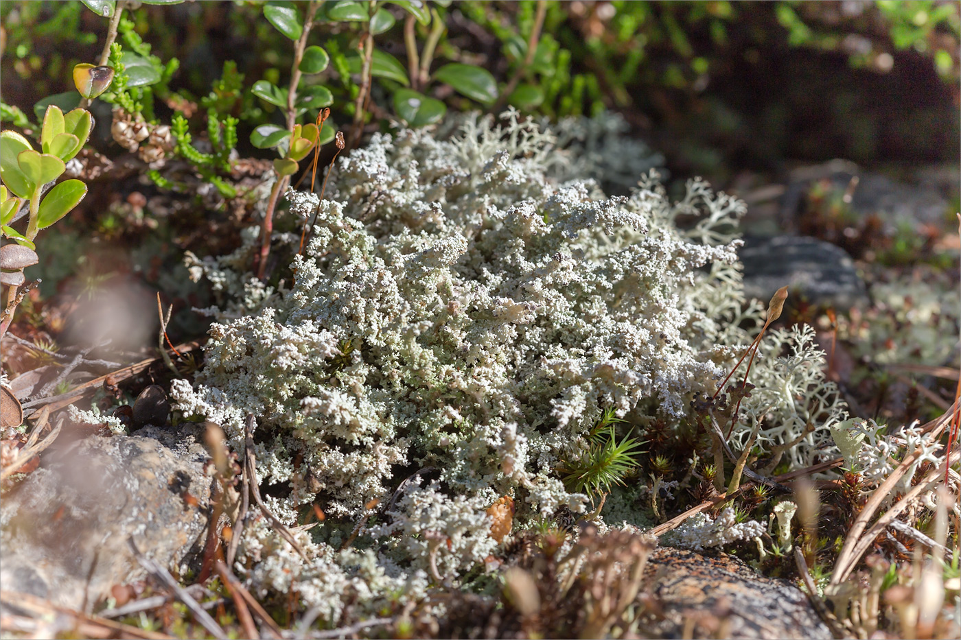 Image of genus Stereocaulon specimen.