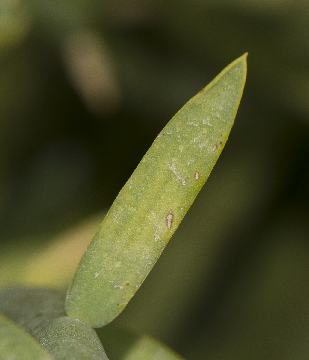 Изображение особи Euphorbia mauritanica.