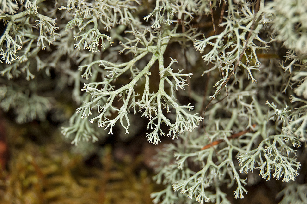 Изображение особи Cladonia arbuscula.