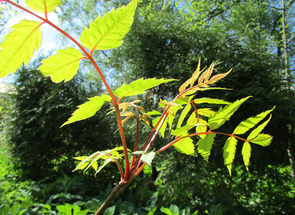 Изображение особи Dipteronia sinensis.