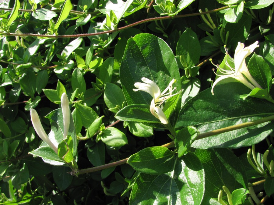 Image of Lonicera japonica specimen.