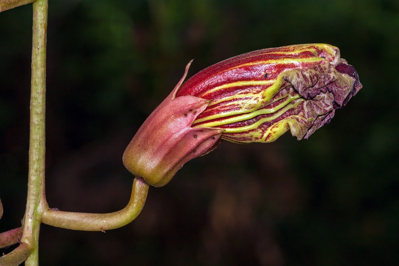 Image of Kigelia pinnata specimen.