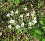 Leontopodium leiolepis. Зацветающее растение. Московская обл., в культуре. 23 мая 2018 г.