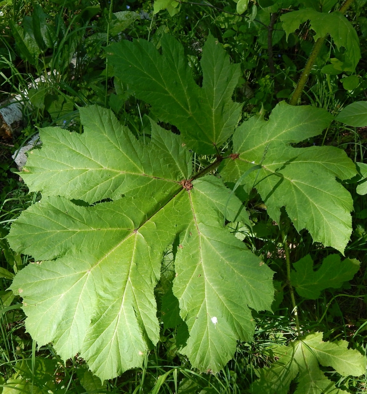 Image of Heracleum sosnowskyi specimen.