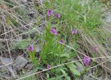 Polygala caucasica. Цветущие растения. Грузия, Казбегский муниципалитет, окраина с. Степанцминда, зап. склон горы Куро, щебнистый склон с травянистой растительностью. 21.05.2018.