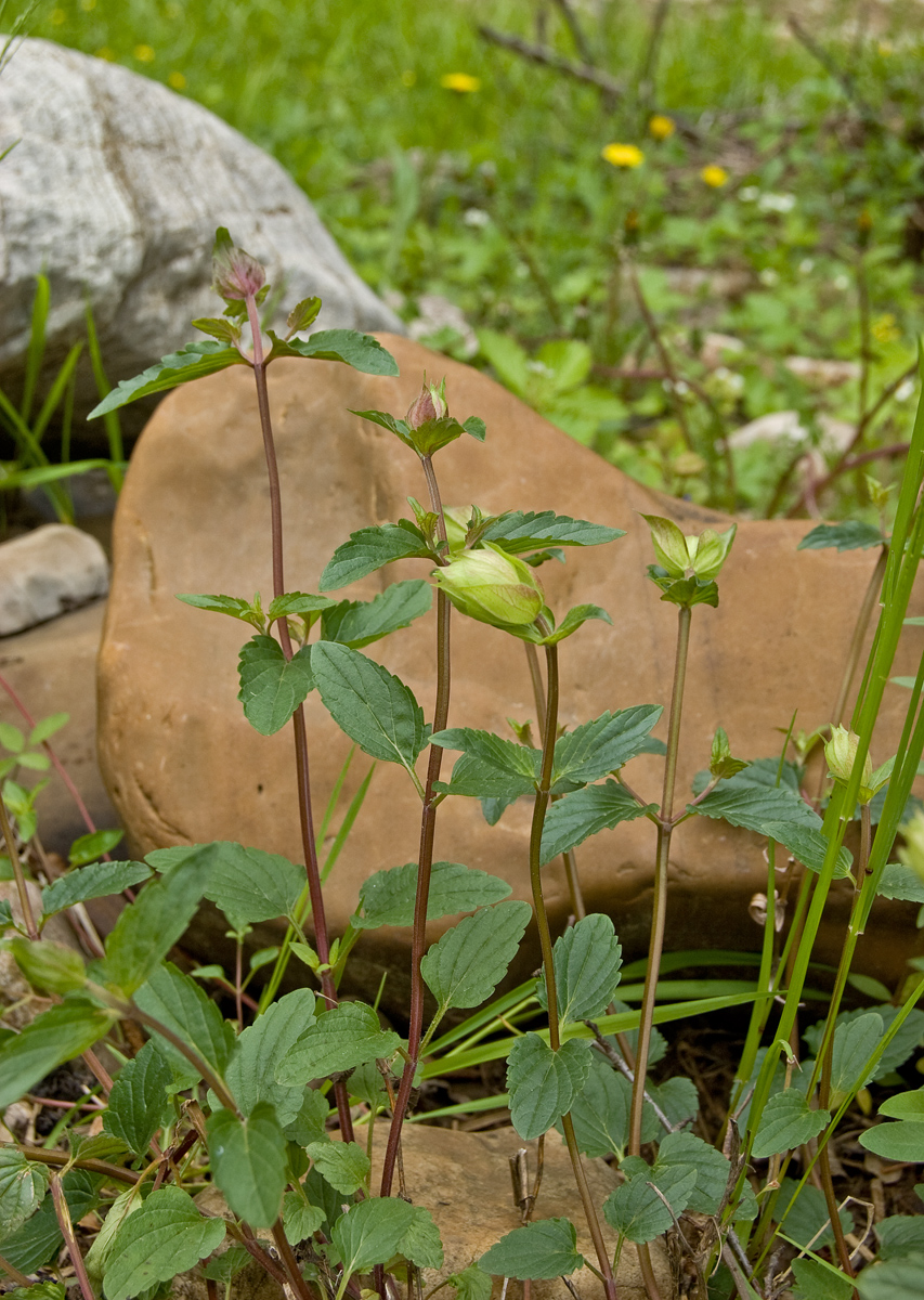 Image of Scutellaria supina specimen.