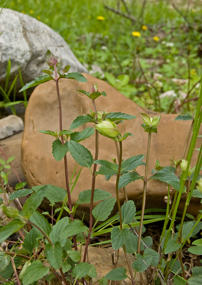 Изображение особи Scutellaria supina.