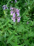 Stachys palustris. Цветущее растение. Республика Татарстан, г. Набережные Челны, Автозаводский р-н, 50-й комплекс, нарушенный газон. 31.07.2015.