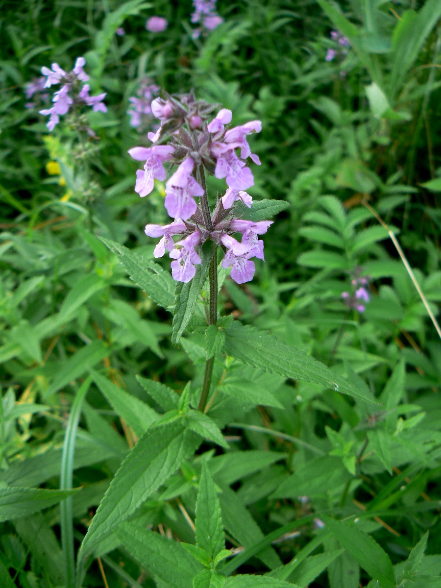 Изображение особи Stachys palustris.