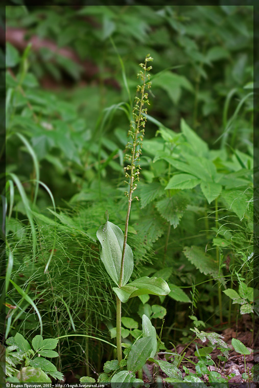 Изображение особи Listera ovata.