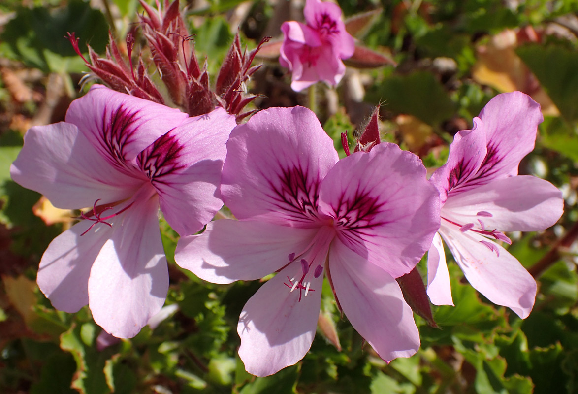 Изображение особи Pelargonium cucullatum.