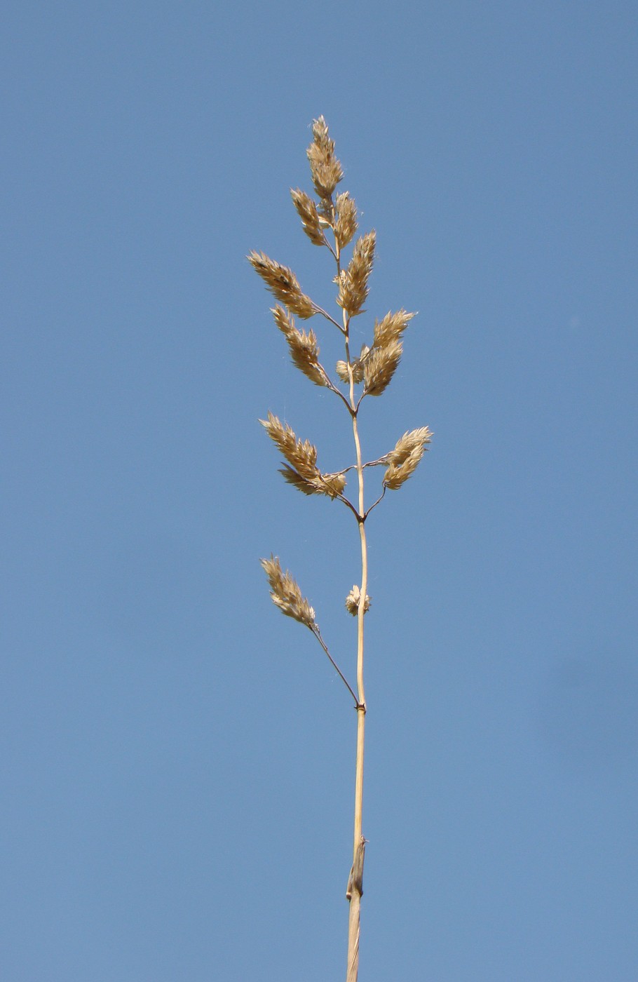 Image of Phalaroides arundinacea specimen.