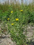 Grindelia squarrosa