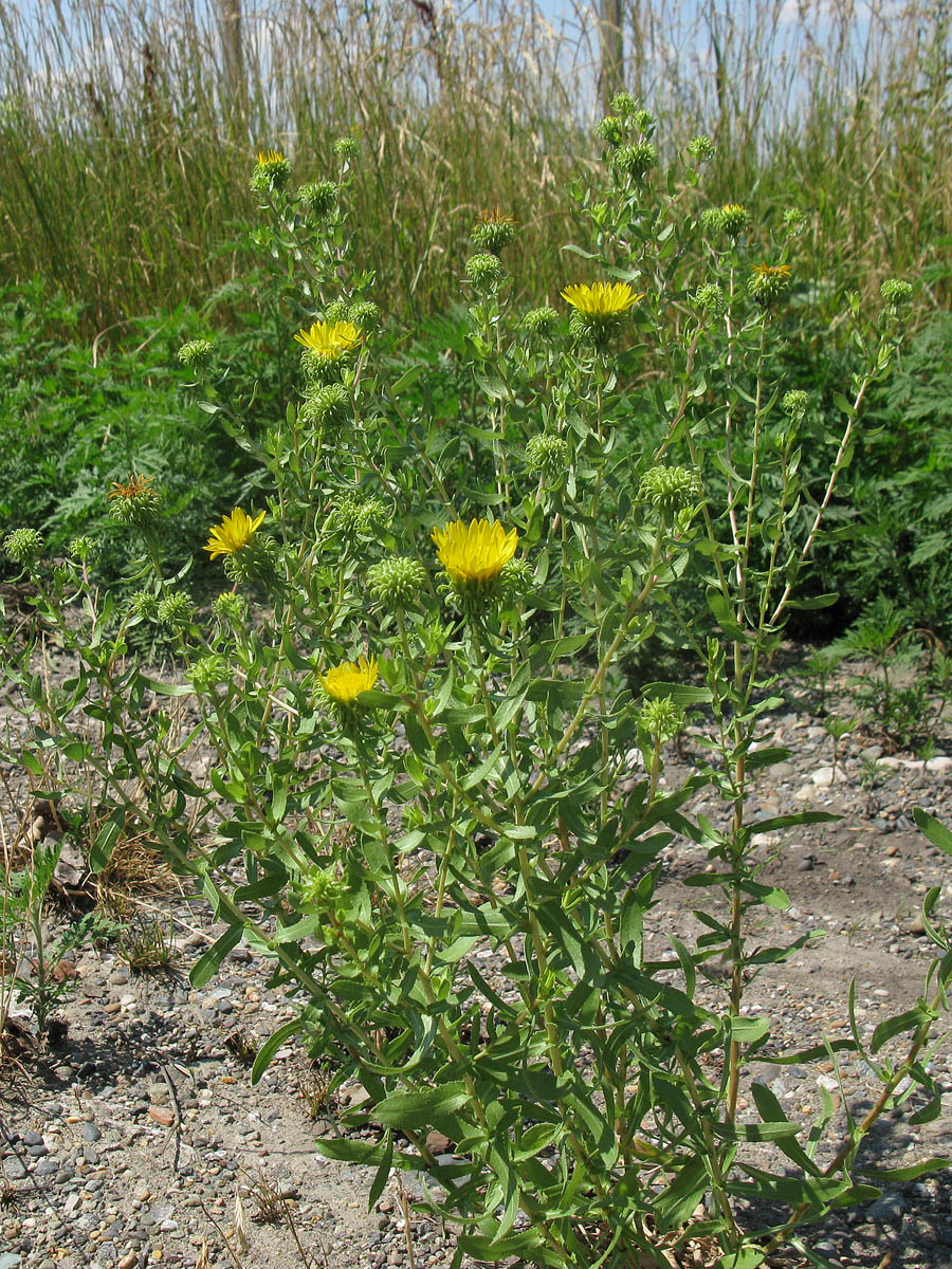 Изображение особи Grindelia squarrosa.