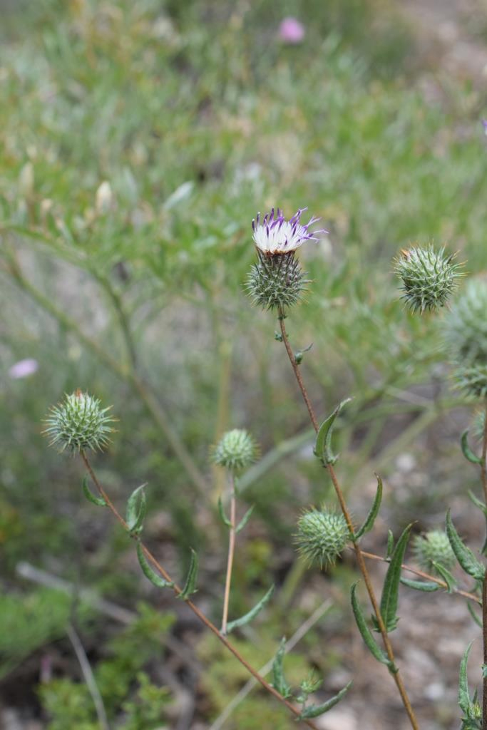 Image of Cousinia margaritae specimen.