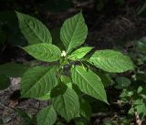 Impatiens parviflora. Верхушка цветущего и плодоносящего растения. Московская обл., Раменский р-н, окр. дер. Хрипань, обочина лесной дороги, недалеко от дач. 26.07.2018.
