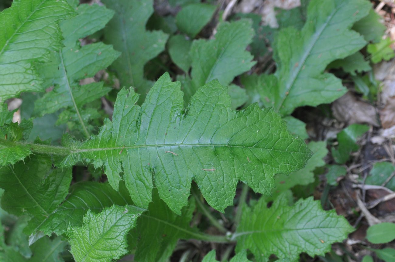 Image of familia Asteraceae specimen.