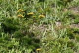 Filifolium sibiricum. Цветущее растение в нителистниково-арундинелловом (Filifolium sibiricum, Arundinella hirta) сообществе на сухом юго-западном склоне у моря (в нижнем левом углу видны листья Artemisia laciniata). Приморский край, Кавалеровский р-н, морское побережье между бухтами Дубовая и Нерпа. 07.08.2018.