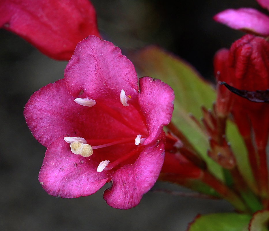 Image of Weigela hybrida specimen.