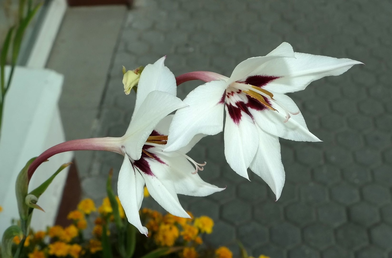 Изображение особи Gladiolus murielae.