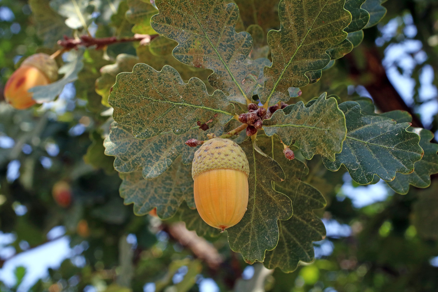 Изображение особи Quercus robur.