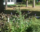 Buddleja davidii. Цветуще-плодоносящее растение. Тверская обл., г. Тверь, городской сад, клумба. 13.09.2018.