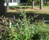 Buddleja davidii